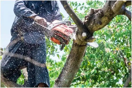 tree services Fontana-on-Geneva Lake